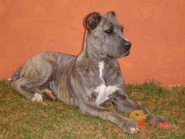 Atena nascida em 17/03/2005