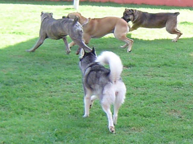 Atena, Leone e Athina sob superviso da Petit